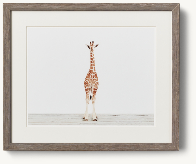 Baby Animal Portrait - Giraffe