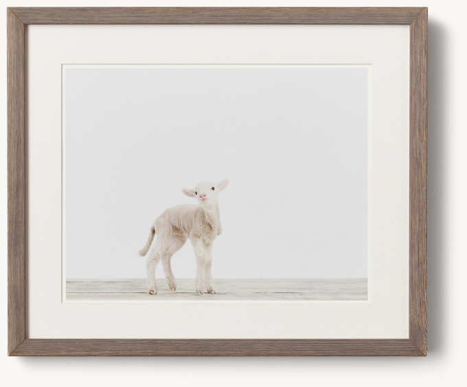 Baby Animal Portrait - Lamb