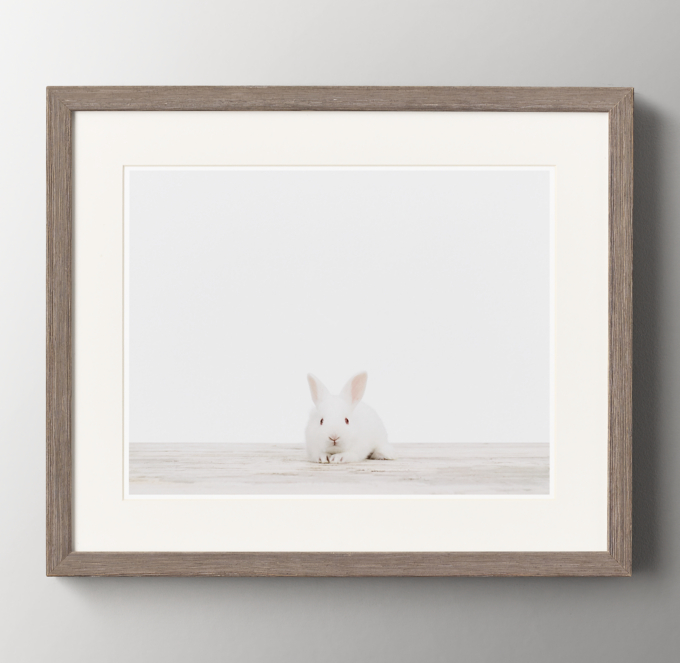 Baby Animal Portrait - Bunny