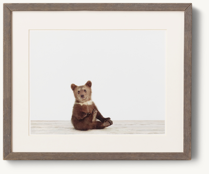 Baby Animal Portrait - Bear