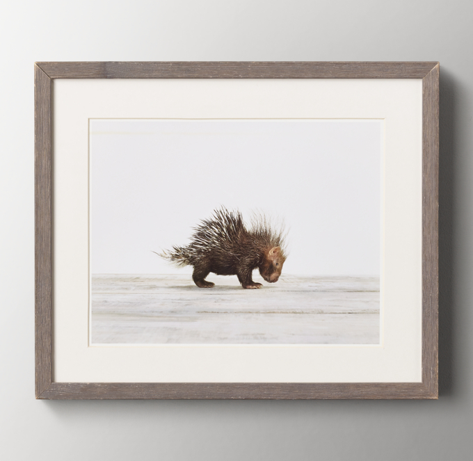 Baby Animal Portrait - Porcupine