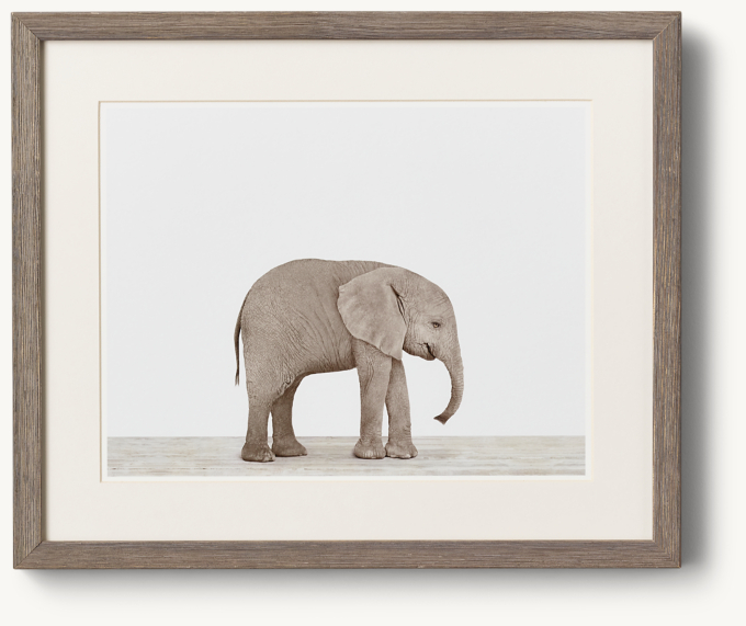 Baby Animal Portrait - Elephant