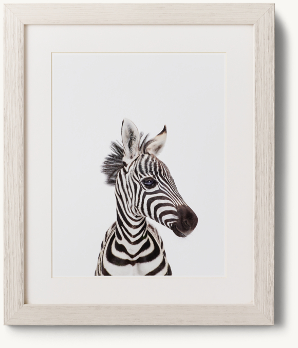 Front view of Baby Animal Close-Up Portrait - Zebra 