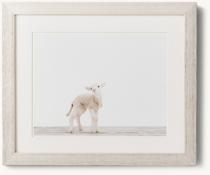 Front view of Baby Animal Portrait - Lamb 
