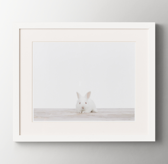 Baby Animal Portrait - Bunny