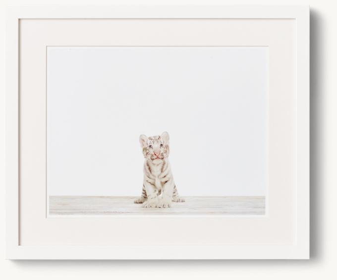 Baby Animal Portrait - Tiger