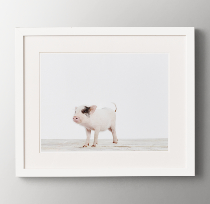 Baby Animal Portrait - Piglet