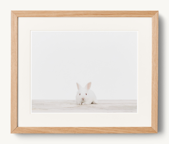 BABY ANIMAL PORTRAIT - BUNNY