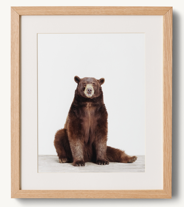 Animal Portrait - Bear