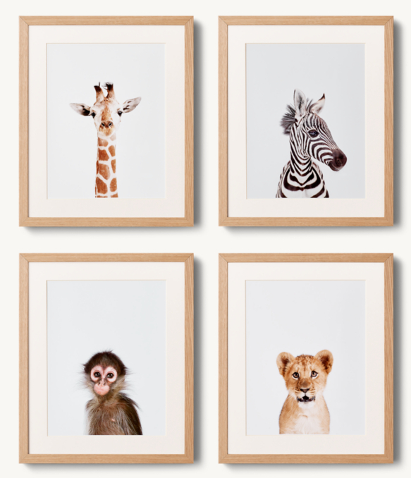 Baby Animal Close-Up Portraits