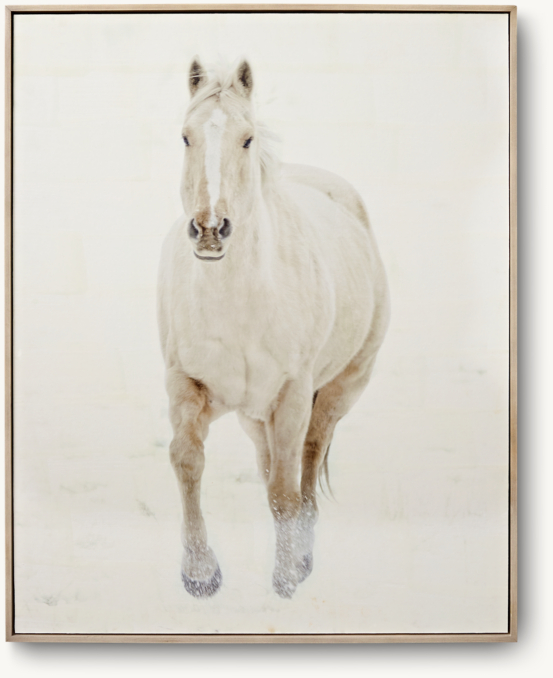 Horse Photography – Palomino Galloping